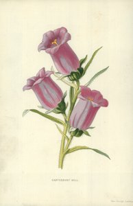 Campanula da Frederick Edward Hulme