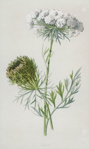 Carota