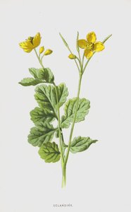 Chelidonia da Frederick Edward Hulme