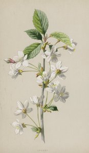 Ciliegia
