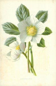 Rosa di Natale