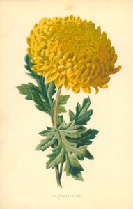 Crisantemo da Frederick Edward Hulme