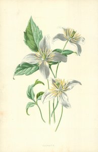 Clematide da Frederick Edward Hulme