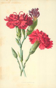 Garofano chiodato