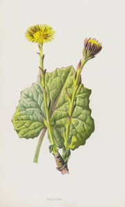 Farfaraccio