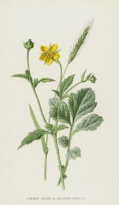 Geum Comune e Orzo dei Prati