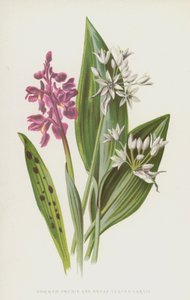 Orchidea comune e Aglio orsino da Frederick Edward Hulme