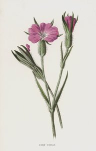 Agrostemma da Frederick Edward Hulme