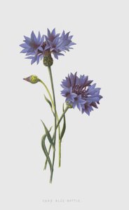 Fiordaliso da Frederick Edward Hulme