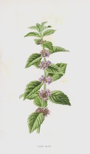 Menta dei campi da Frederick Edward Hulme