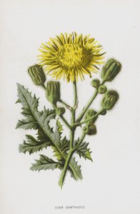 Sonchus Arvensis da Frederick Edward Hulme