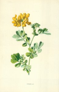 Coronilla