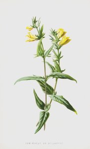 Melampiro