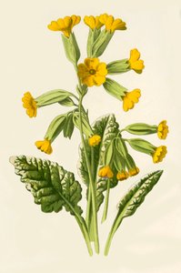 Primula, 1877