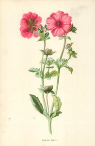 Geum rosso da Frederick Edward Hulme