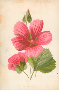 Malva cremisi da Frederick Edward Hulme