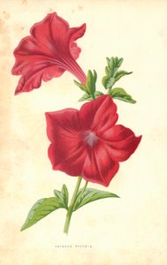 Petunia cremisi da Frederick Edward Hulme