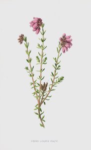 Erica a foglie incrociate da Frederick Edward Hulme