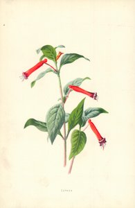 Cuphea