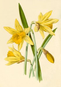 Narciso da Frederick Edward Hulme