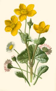 Margherita e calta palustre, 1877