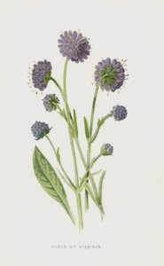 Scabiosa succisa da Frederick Edward Hulme