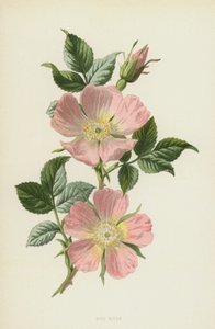 Rosa canina da Frederick Edward Hulme