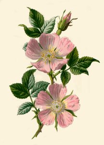 Rosa canina, 1877 da Frederick Edward Hulme