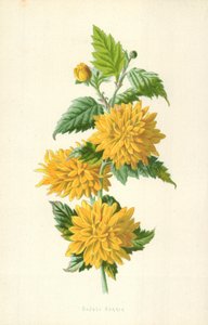 Kerria doppia da Frederick Edward Hulme