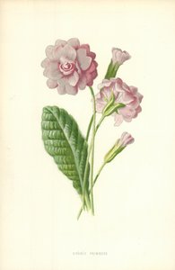 Primula doppia da Frederick Edward Hulme