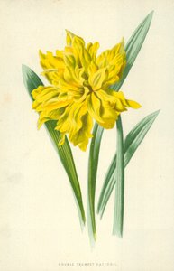 Narciso a doppia tromba da Frederick Edward Hulme