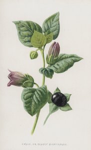 Belladonna da Frederick Edward Hulme