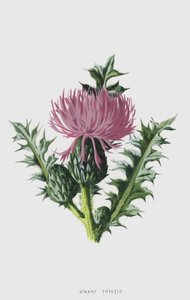 Cardo nano da Frederick Edward Hulme