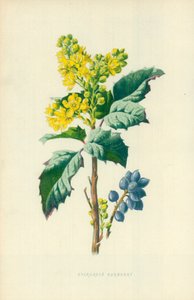 Crespino sempreverde da Frederick Edward Hulme