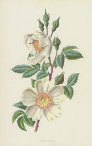 Rosa dei campi