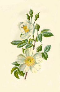 Rosa di campo, 1877 da Frederick Edward Hulme