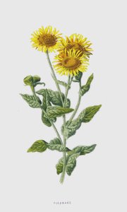 Pulicaria da Frederick Edward Hulme