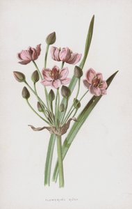 Giunco Fiorito