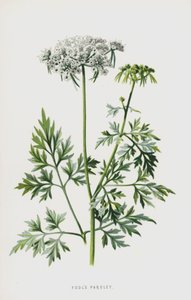 Prezzemolo dei matti da Frederick Edward Hulme