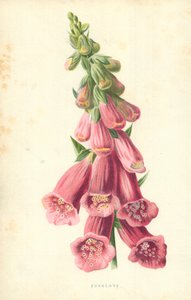 Digitale da Frederick Edward Hulme