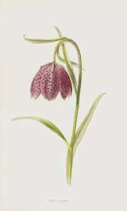 Fritillaria