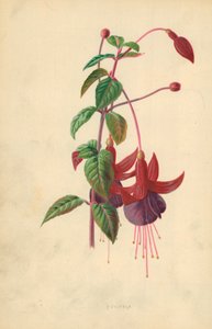 Fucsia