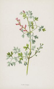 Fumaria da Frederick Edward Hulme