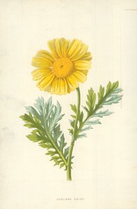 Margherita ghirlanda da Frederick Edward Hulme