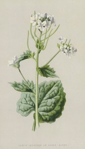 Alliaria da Frederick Edward Hulme