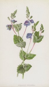 Veronica comune da Frederick Edward Hulme