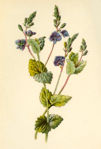 Veronica comune da Frederick Edward Hulme