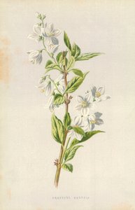 Deutzia graziosa