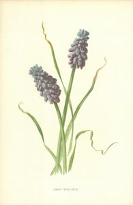 Giacinto a grappolo da Frederick Edward Hulme