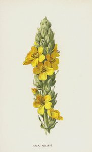 Verbasco